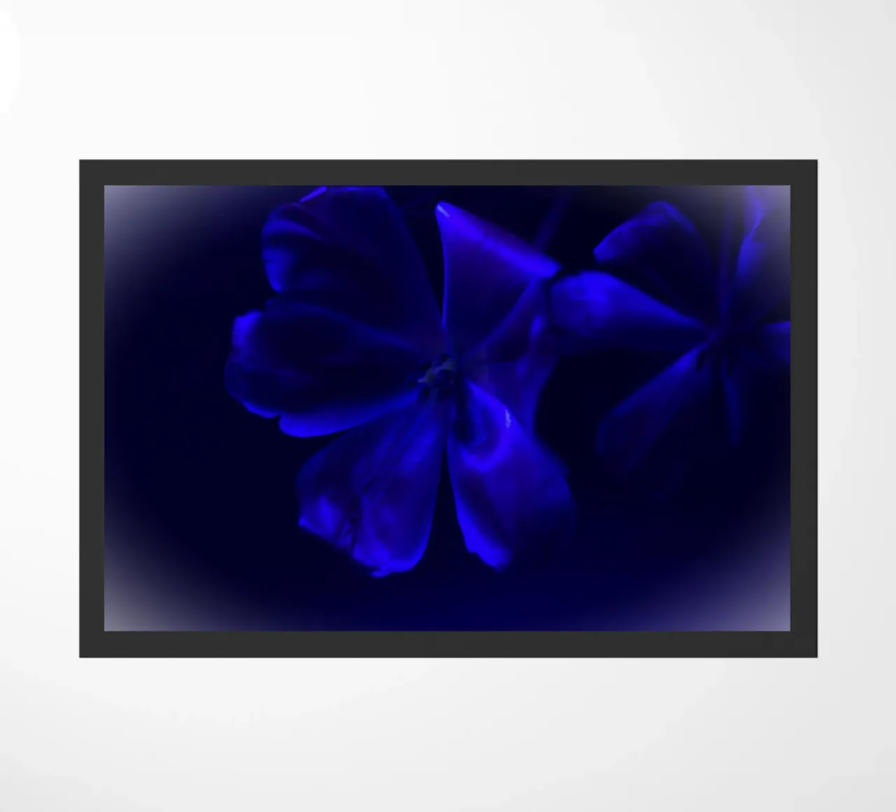 Fiore blu zerbino da Alexandra Joseph Fotomomente