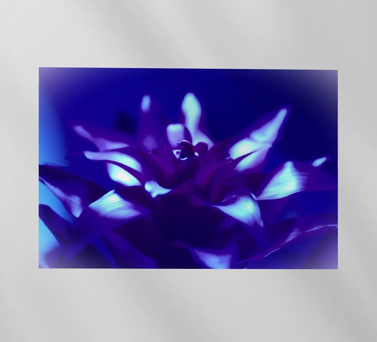 Luce nera per bromeliacee pellicola backlit da Alexandra Joseph Fotomomente