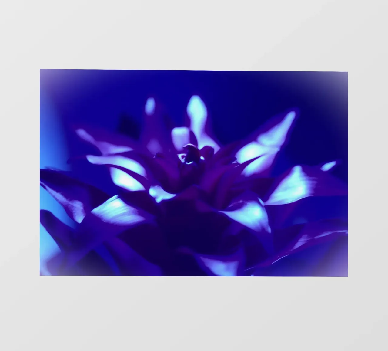 Luce nera per bromeliacee telo in pvc da Alexandra Joseph Fotomomente