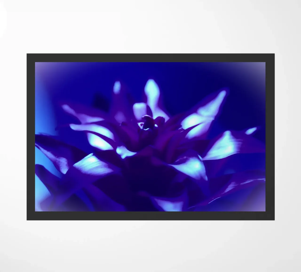 Luce nera per bromeliacee zerbino da Alexandra Joseph Fotomomente