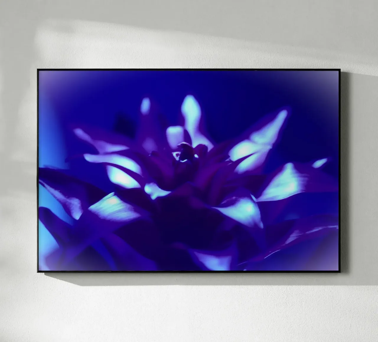 Luce nera per bromeliacee plexiglass da Alexandra Joseph Fotomomente