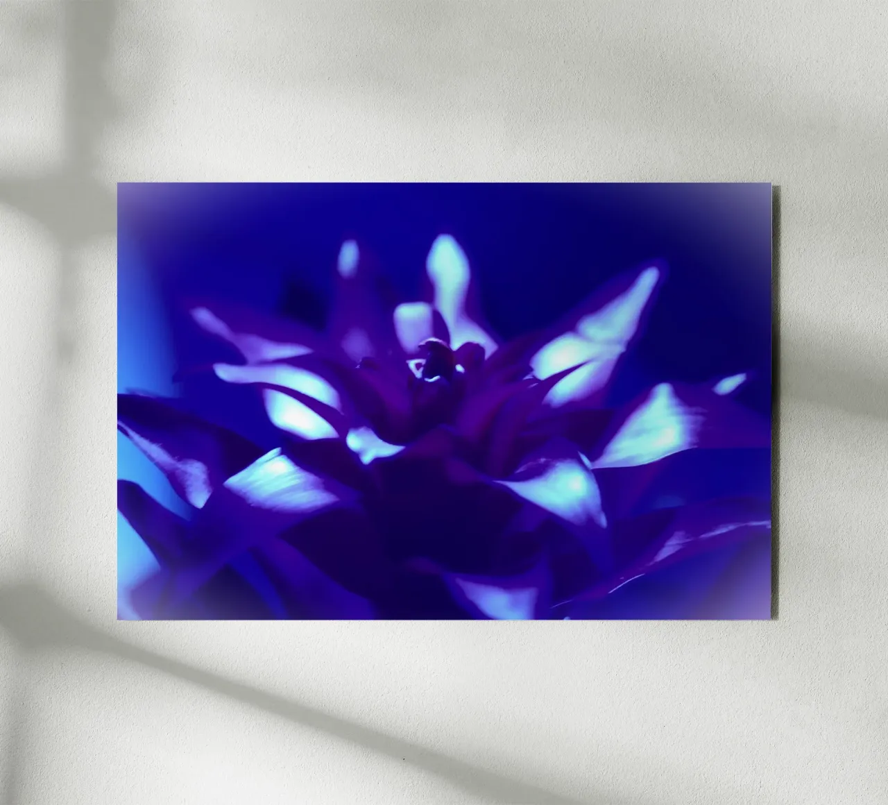 Luce nera per bromeliacee alluminio dibond da Alexandra Joseph Fotomomente