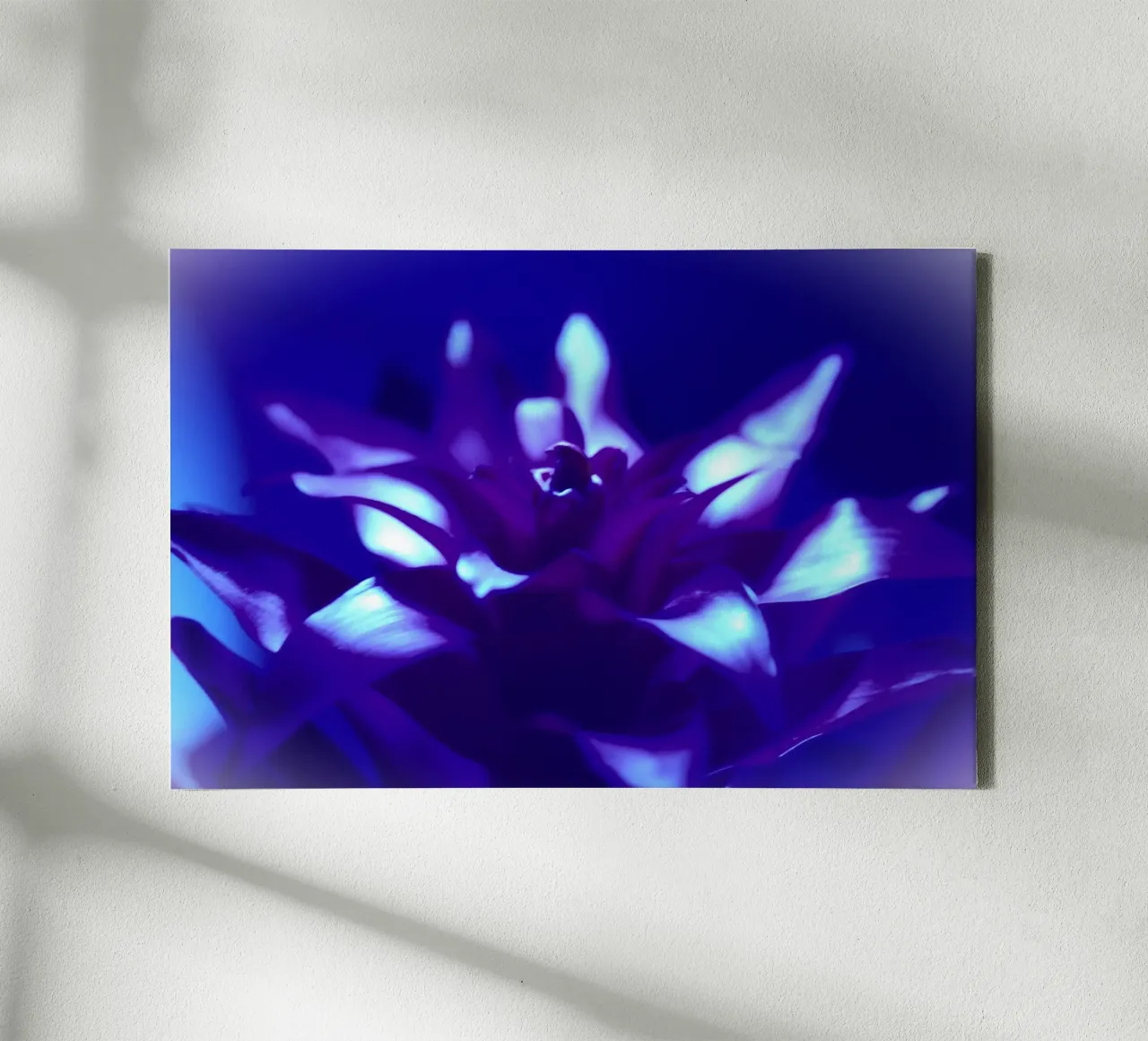 Luce nera per bromeliacee tela da Alexandra Joseph Fotomomente