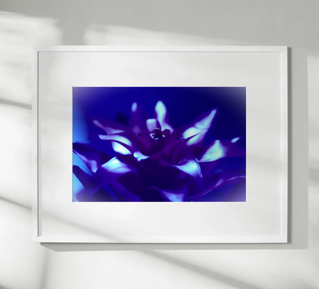 Luce nera per bromeliacee carta hahnemühle da Alexandra Joseph Fotomomente