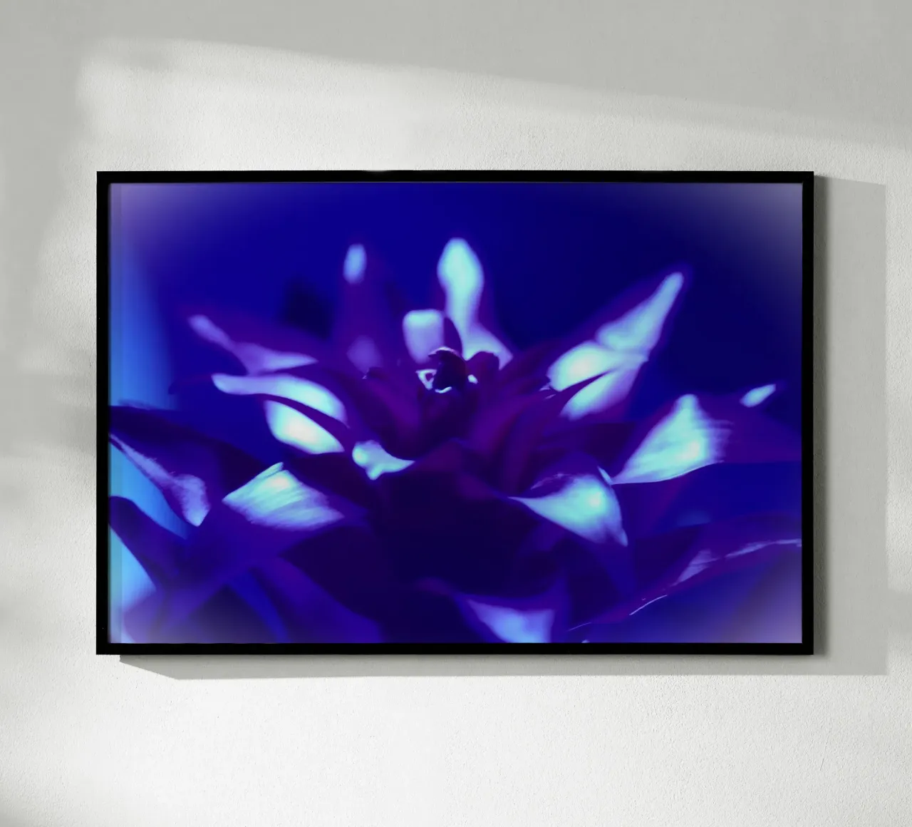 Luce nera per bromeliacee carta hahnemühle da Alexandra Joseph Fotomomente