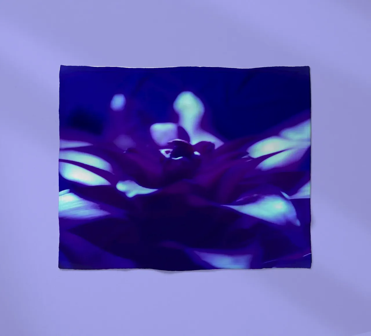 Luce nera per bromeliacee coperta in pile da Alexandra Joseph Fotomomente