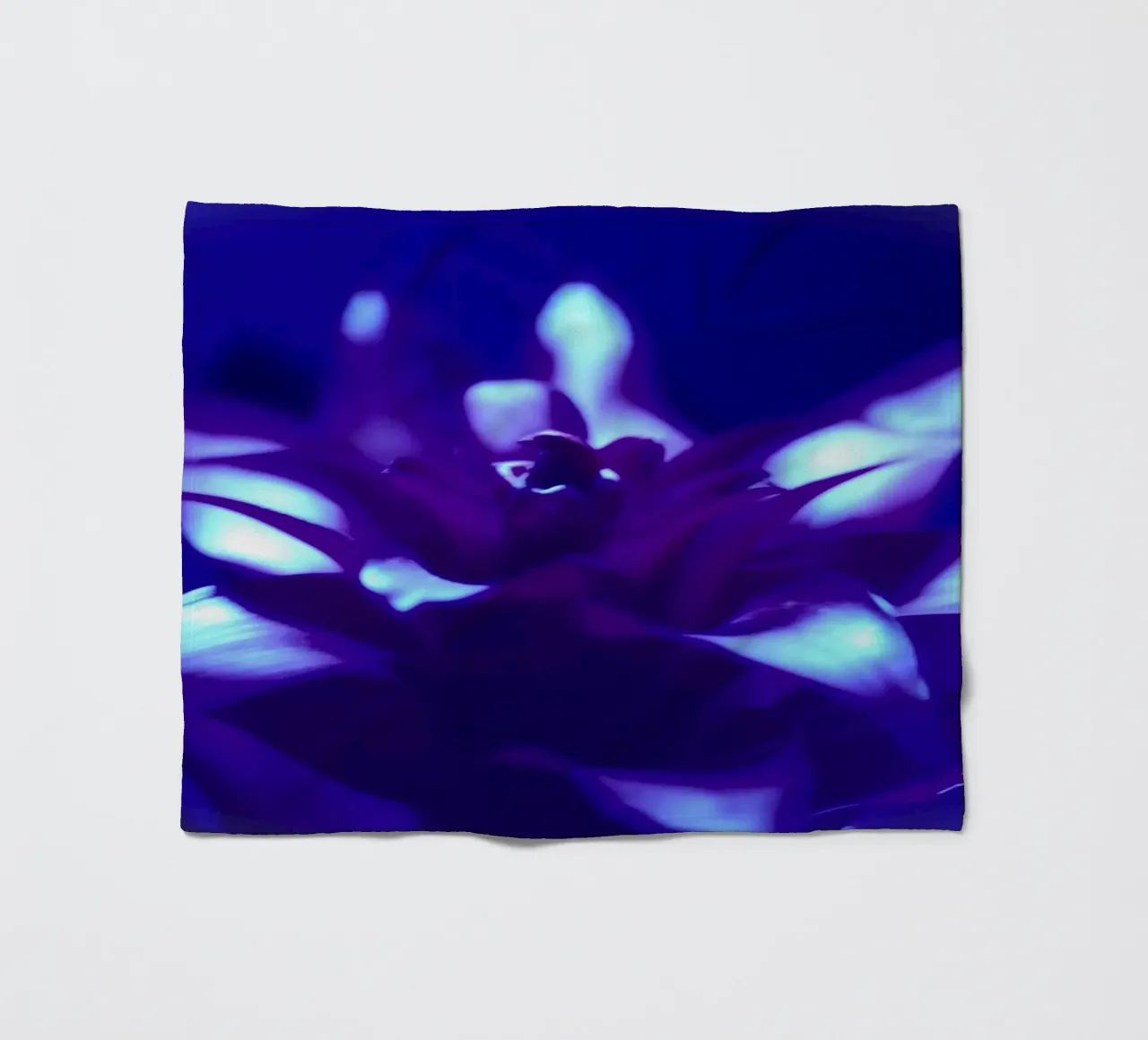 Luce nera per bromeliacee coperta in pile da Alexandra Joseph Fotomomente