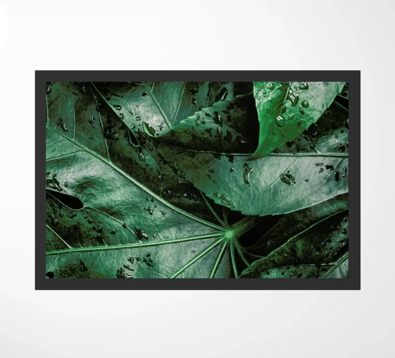 Tropics zerbino da Flora & Fauna