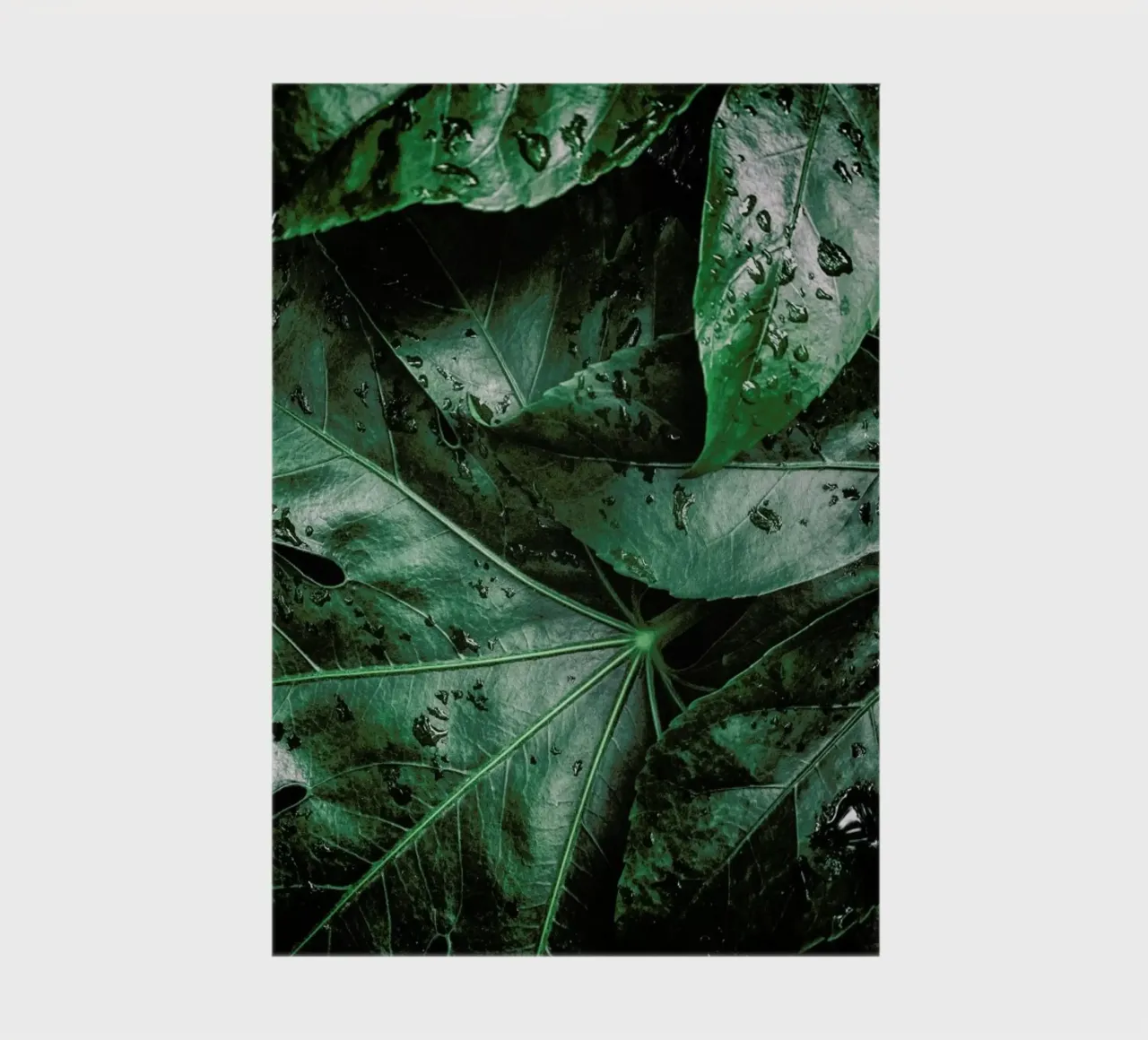 Tropics notebook by Flora & Fauna