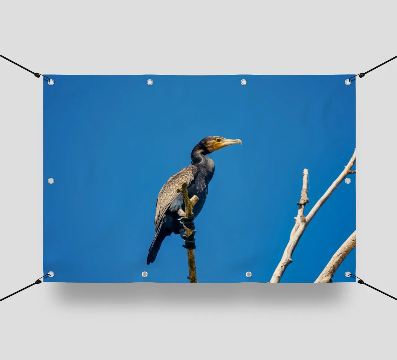 Black cormorant telo in pvc da anderm