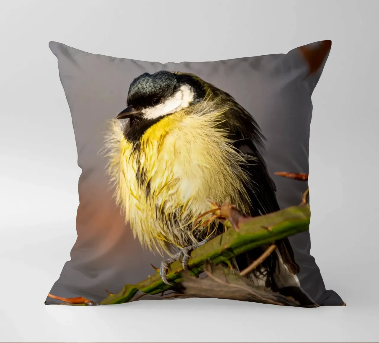 Tit (Paridae) cuscino da anderm