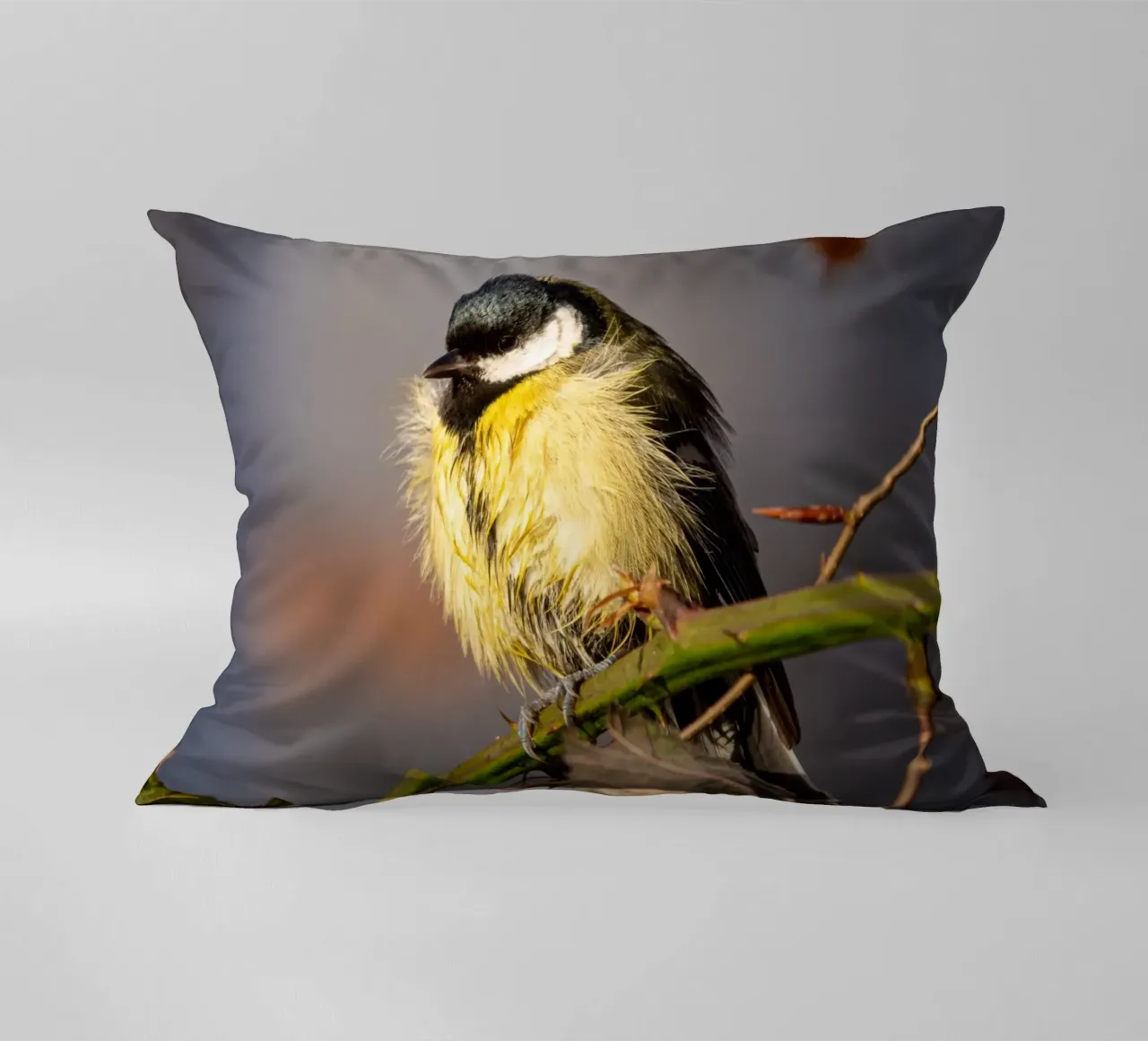 Tit (Paridae) cuscino da anderm