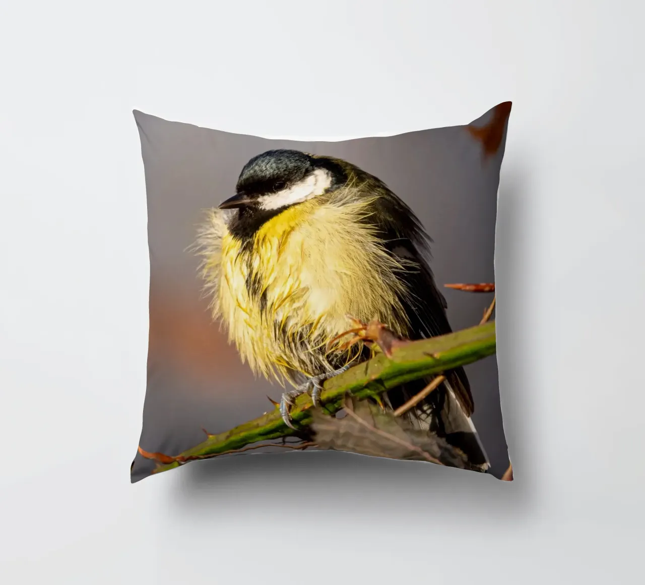 Tit (Paridae) cuscino da anderm