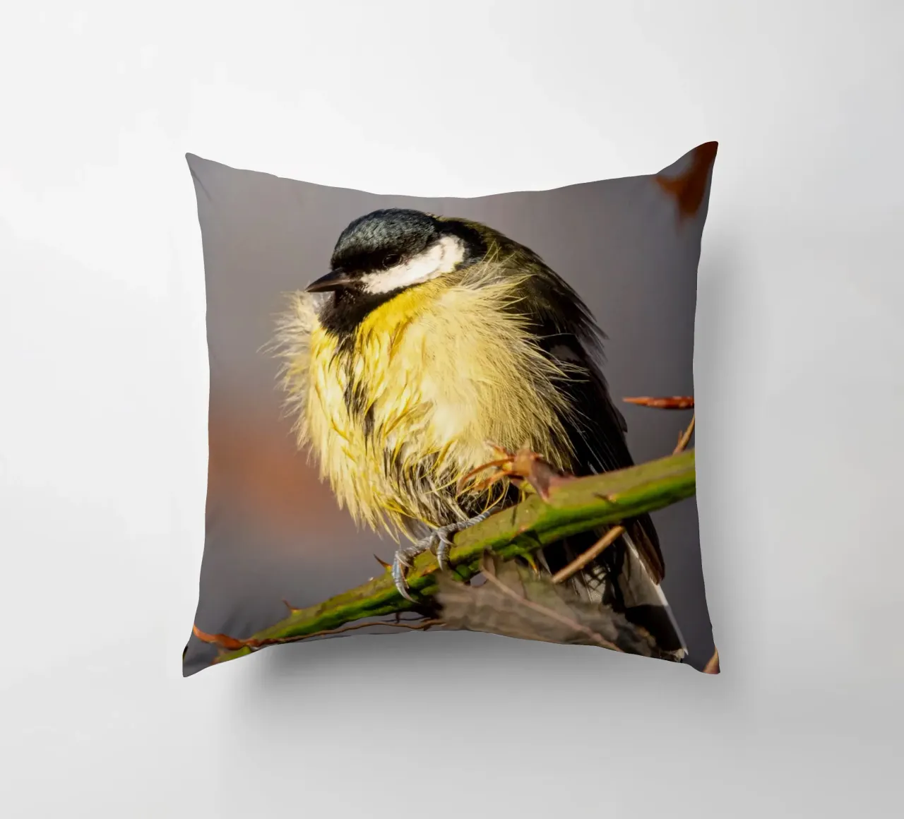 Tit (Paridae) cuscino da anderm