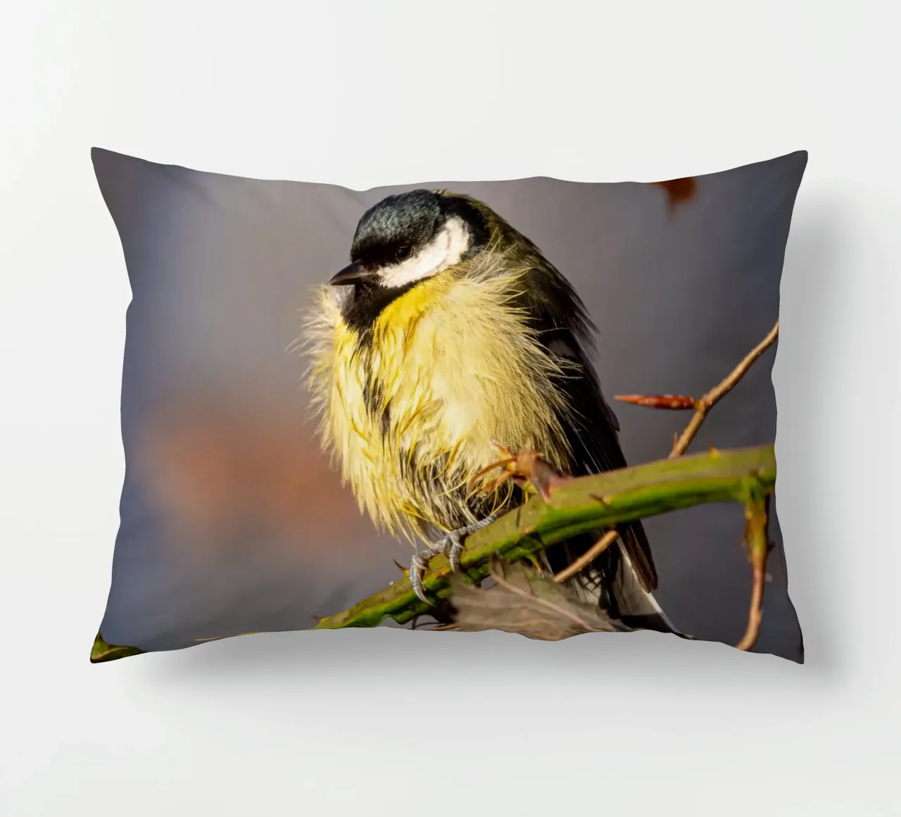 Tit (Paridae) cuscino da anderm
