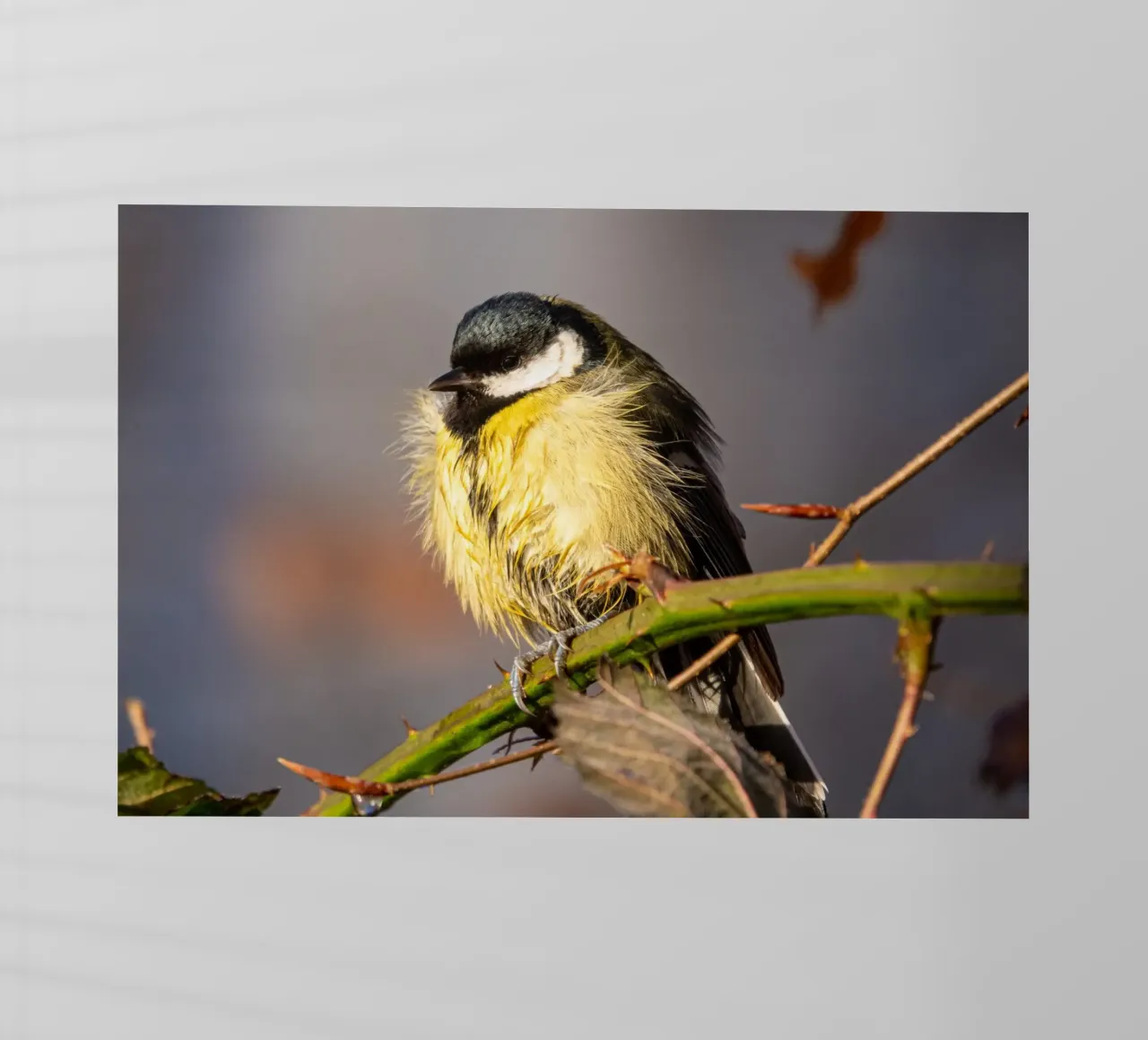 Tit (Paridae) pellicola backlit da anderm