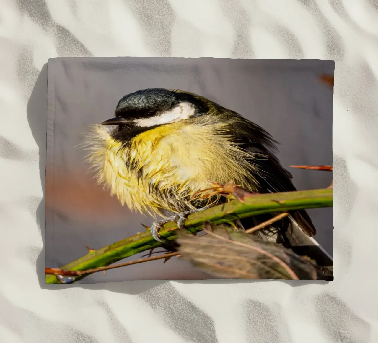 Tit (Paridae) telo mare da anderm