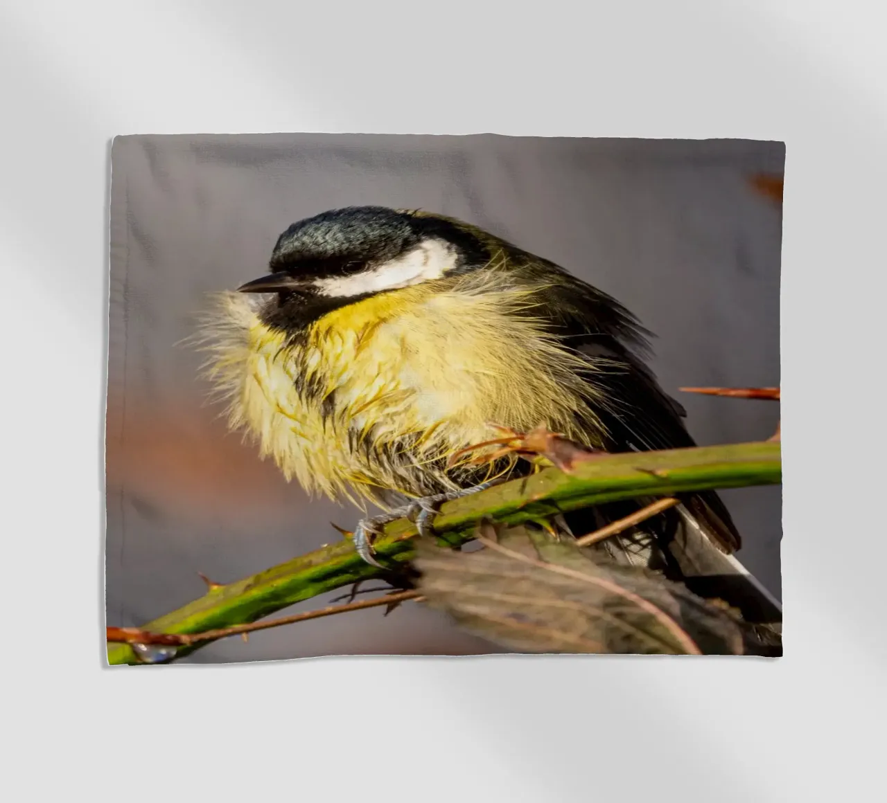 Tit (Paridae) telo mare da anderm