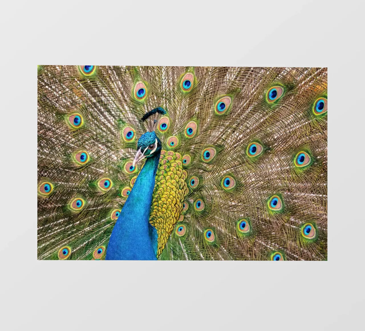 Peacock pellicola backlit da anderm