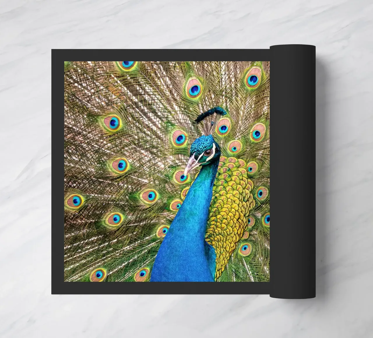 Peacock zerbino da anderm