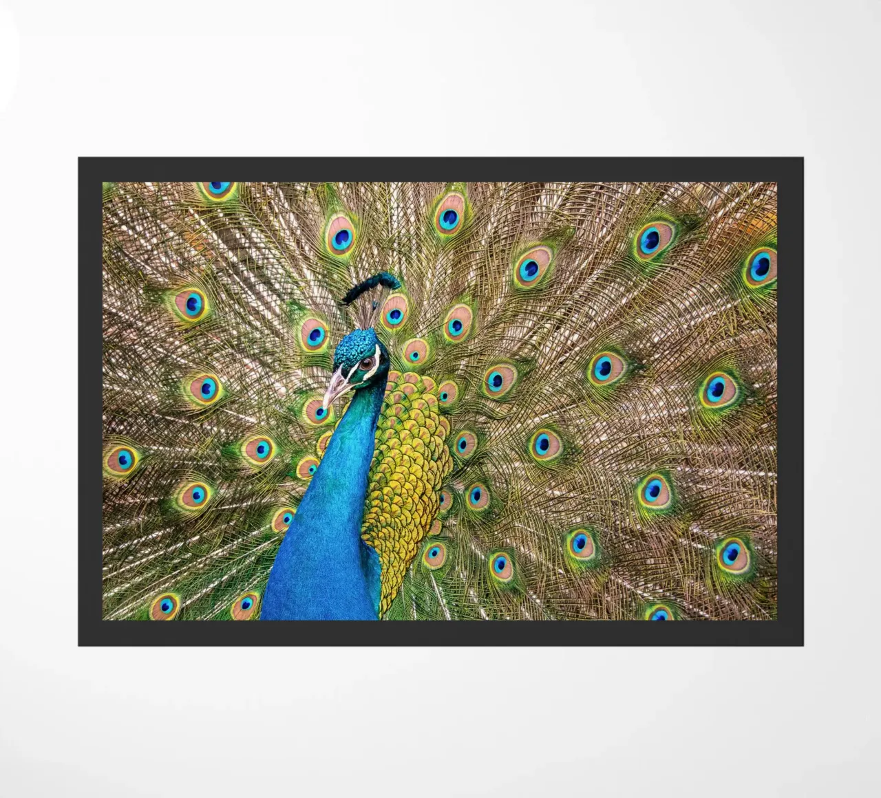 Peacock zerbino da anderm