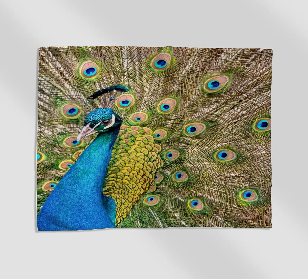 Peacock telo mare da anderm