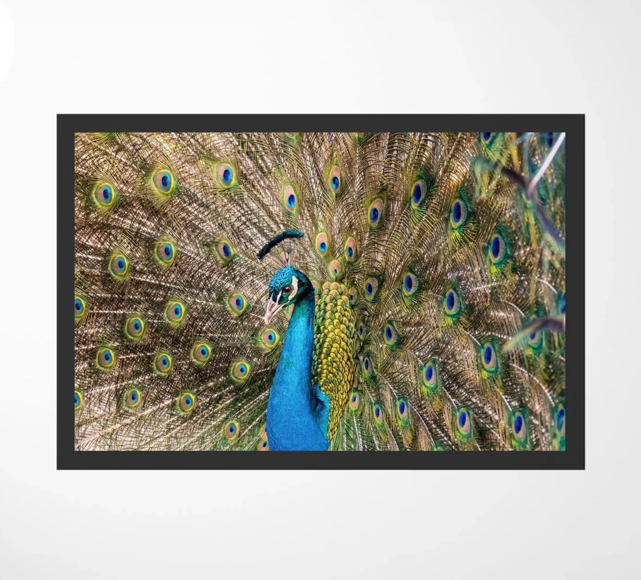 Peacock zerbino da anderm