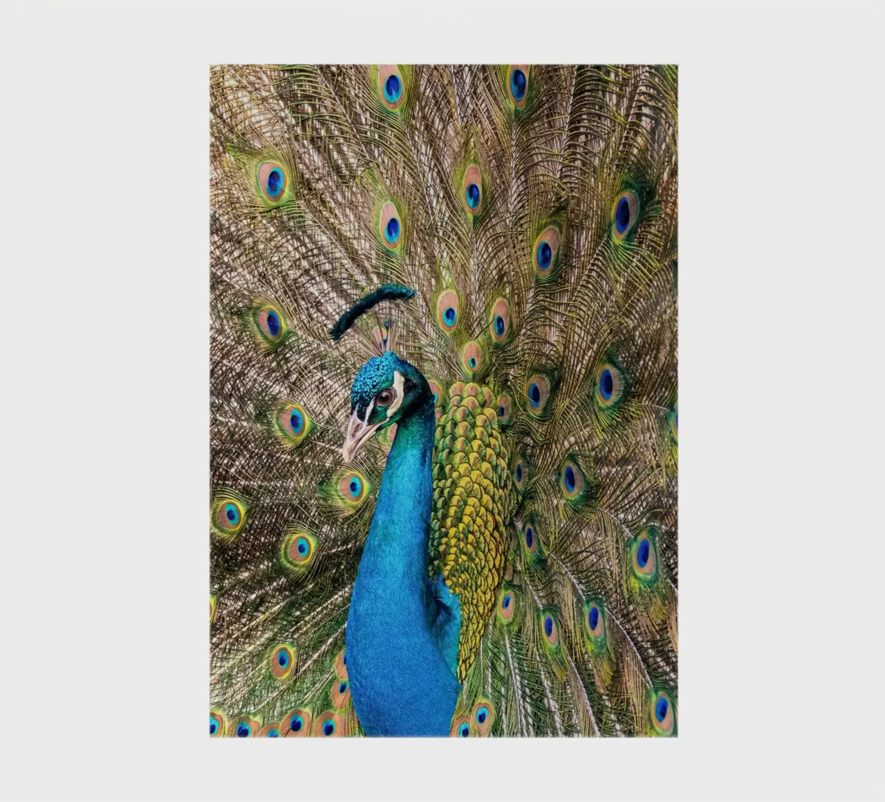 Peacock notebook by anderm