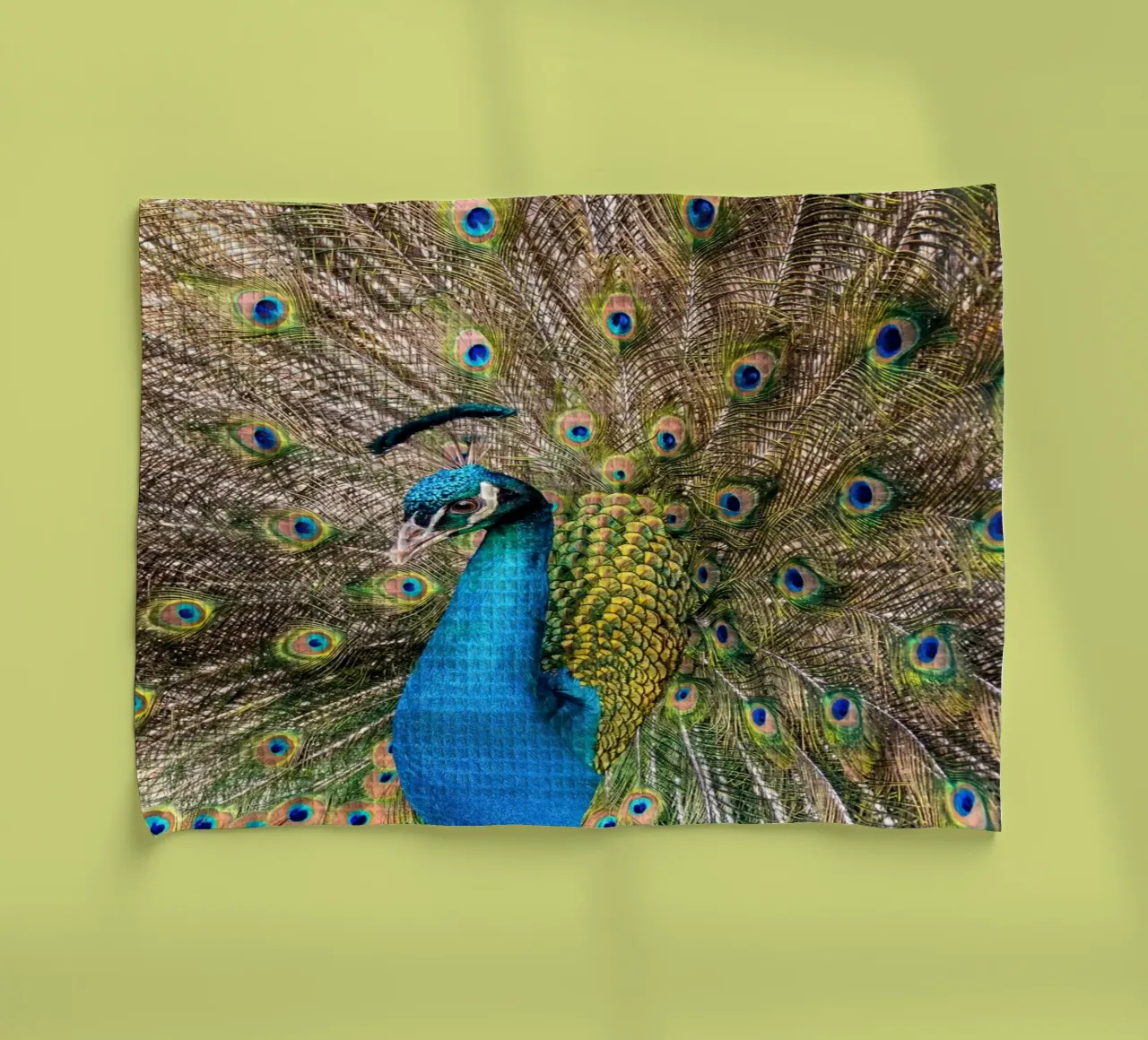 Peacock canovaccio da cucina da anderm
