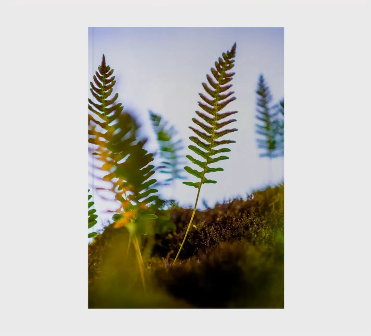 Several young ferns out of focus - macro photography notebook by 5ecken