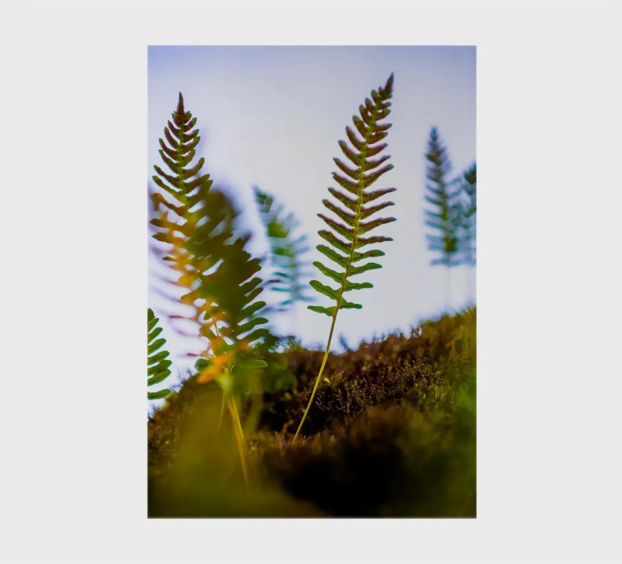 Several young ferns out of focus - macro photography notebook by 5ecken