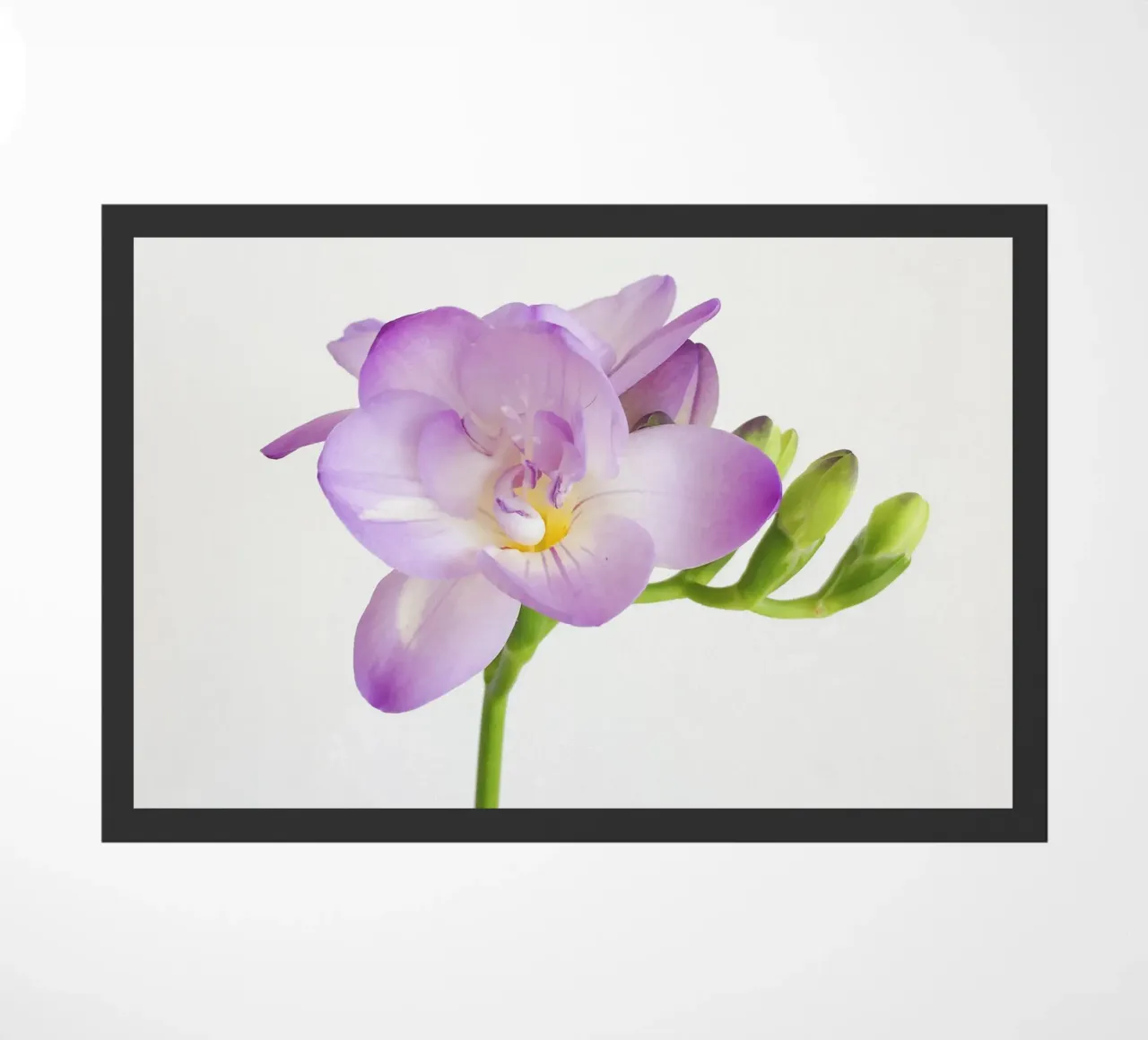 Fiore viola zerbino da Cassia Beck Photography