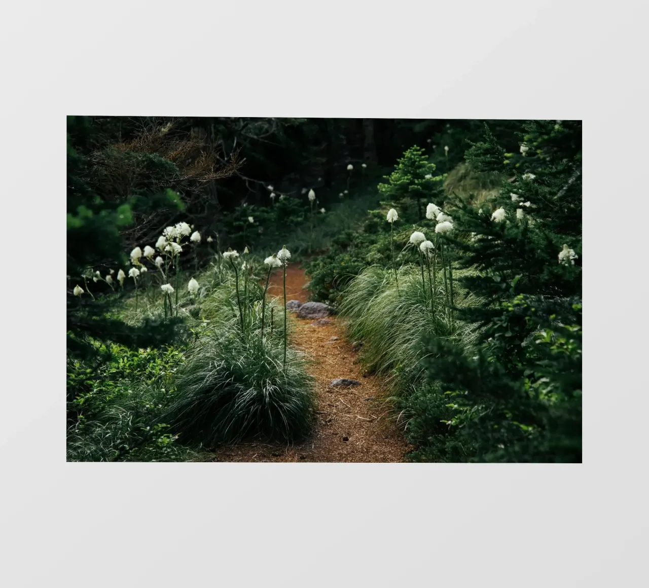 Bear Grass Trail pellicola backlit da wowhannahphotos
