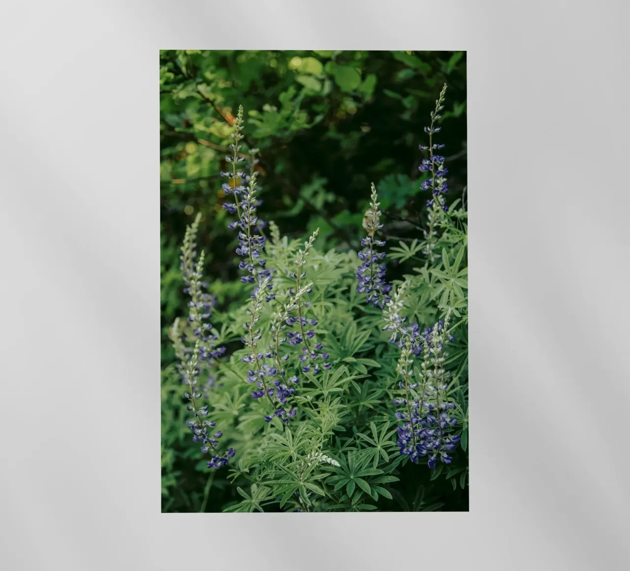 Oregon Lupine pellicola backlit da wowhannahphotos