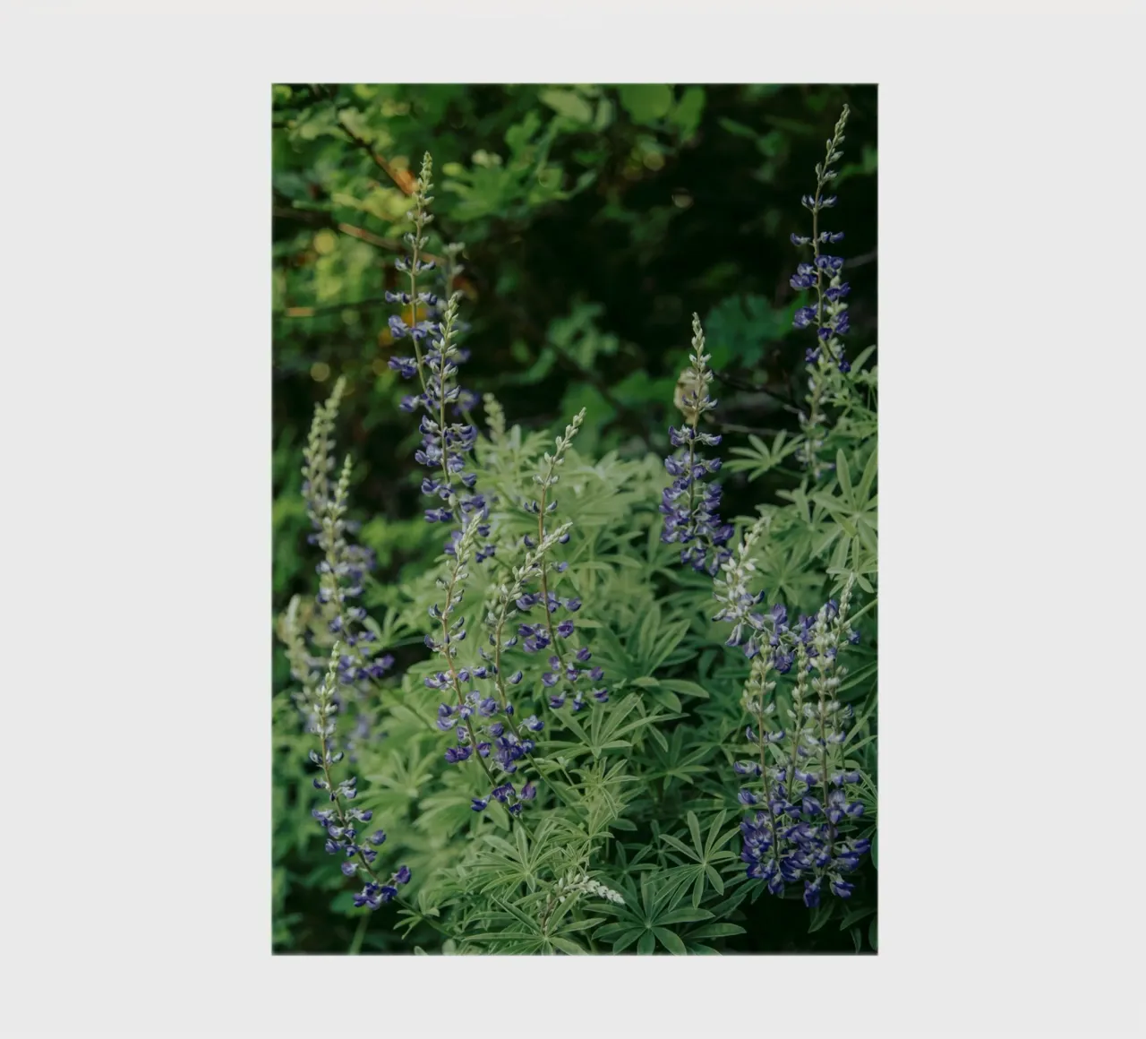 Oregon Lupine notebook by wowhannahphotos