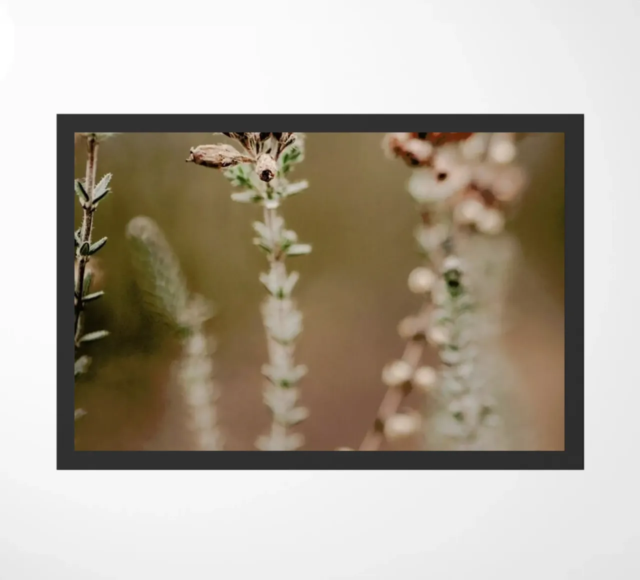 Nature Out Of Focus zerbino da Flora & Fauna