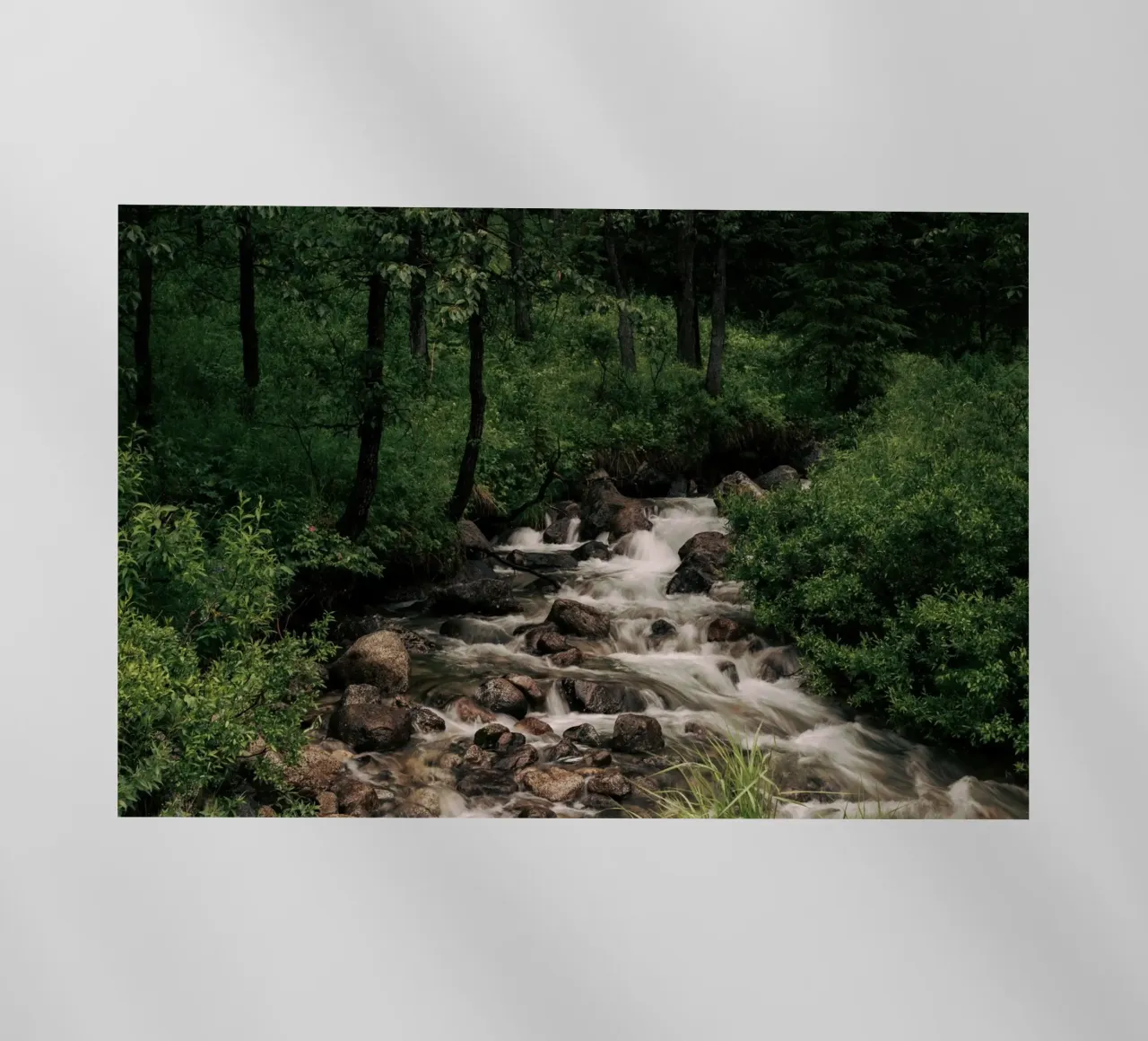 Forest Stream pellicola backlit da wowhannahphotos