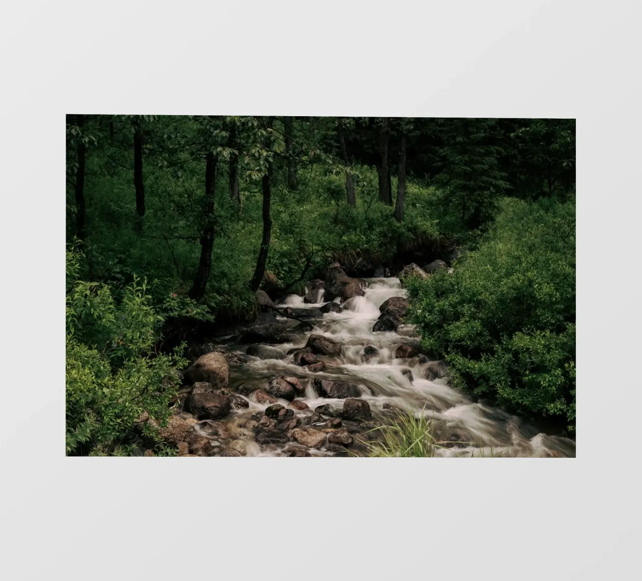 Forest Stream pellicola backlit da wowhannahphotos