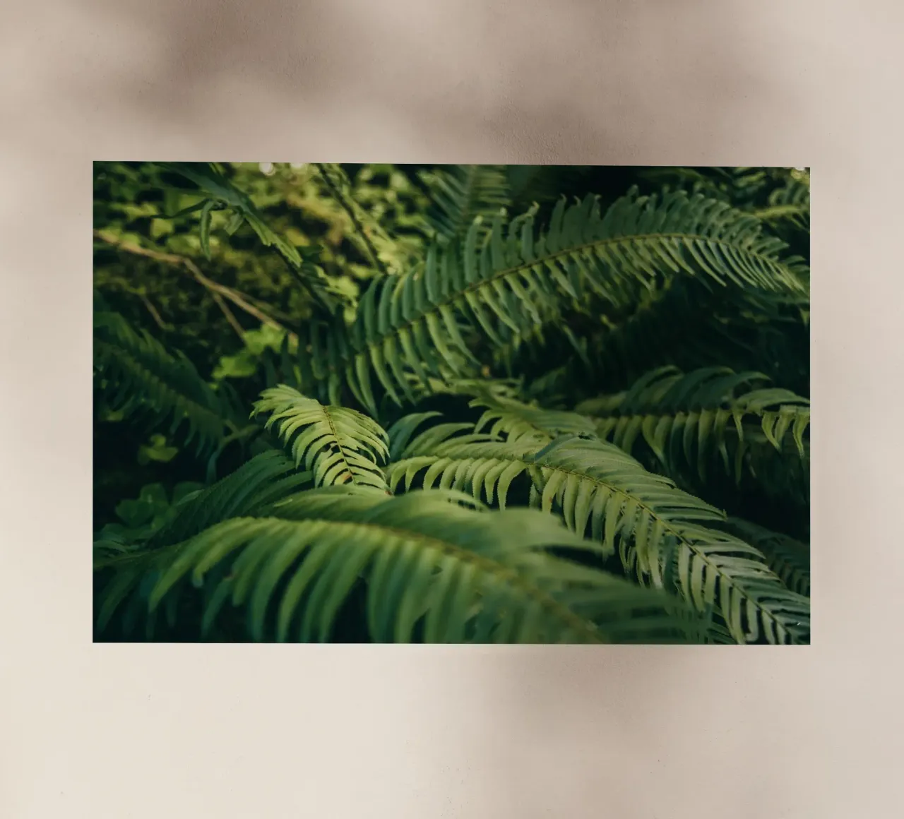 Ferns pellicola backlit da wowhannahphotos