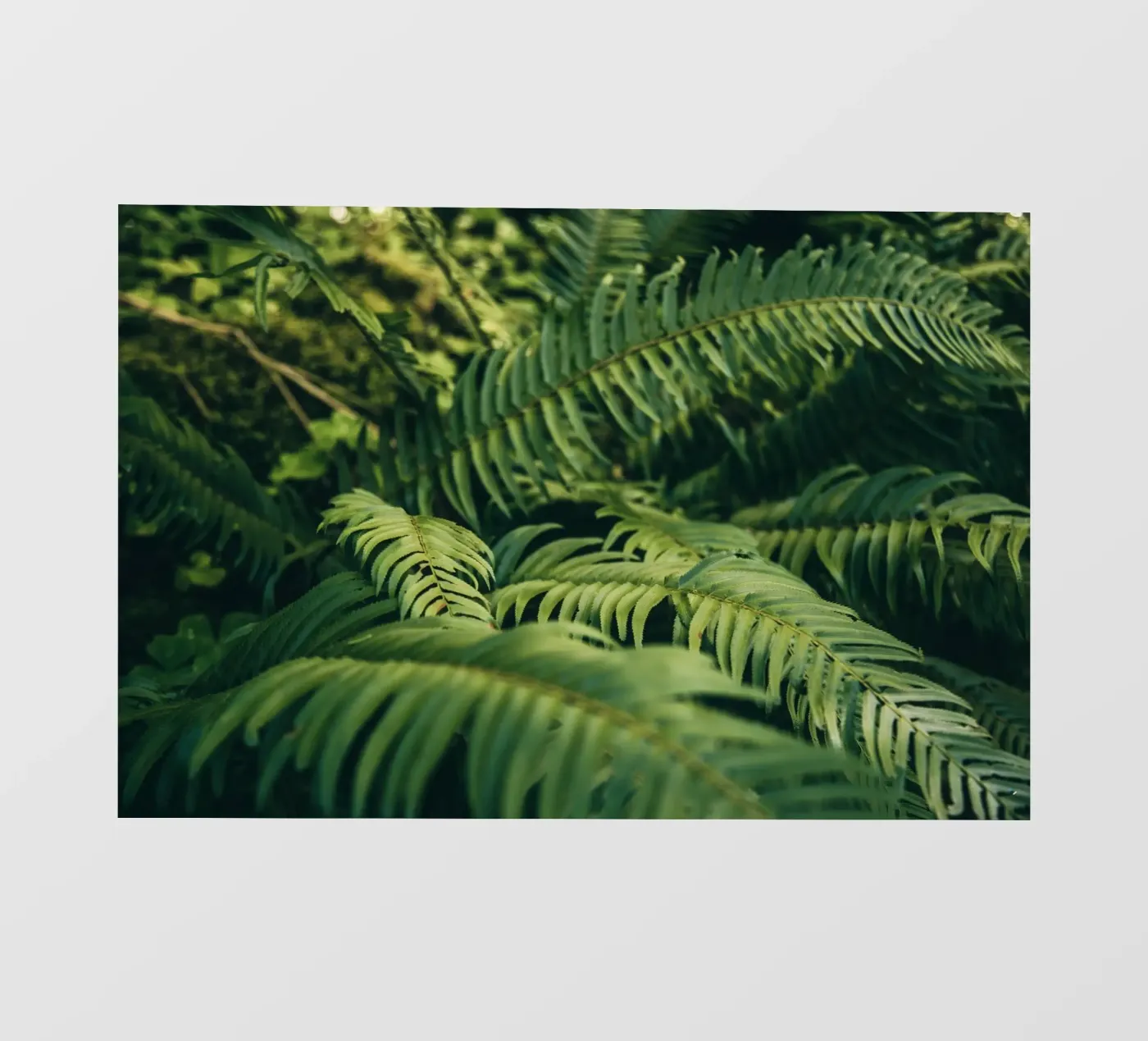 Ferns fotobehang van wowhannahphotos