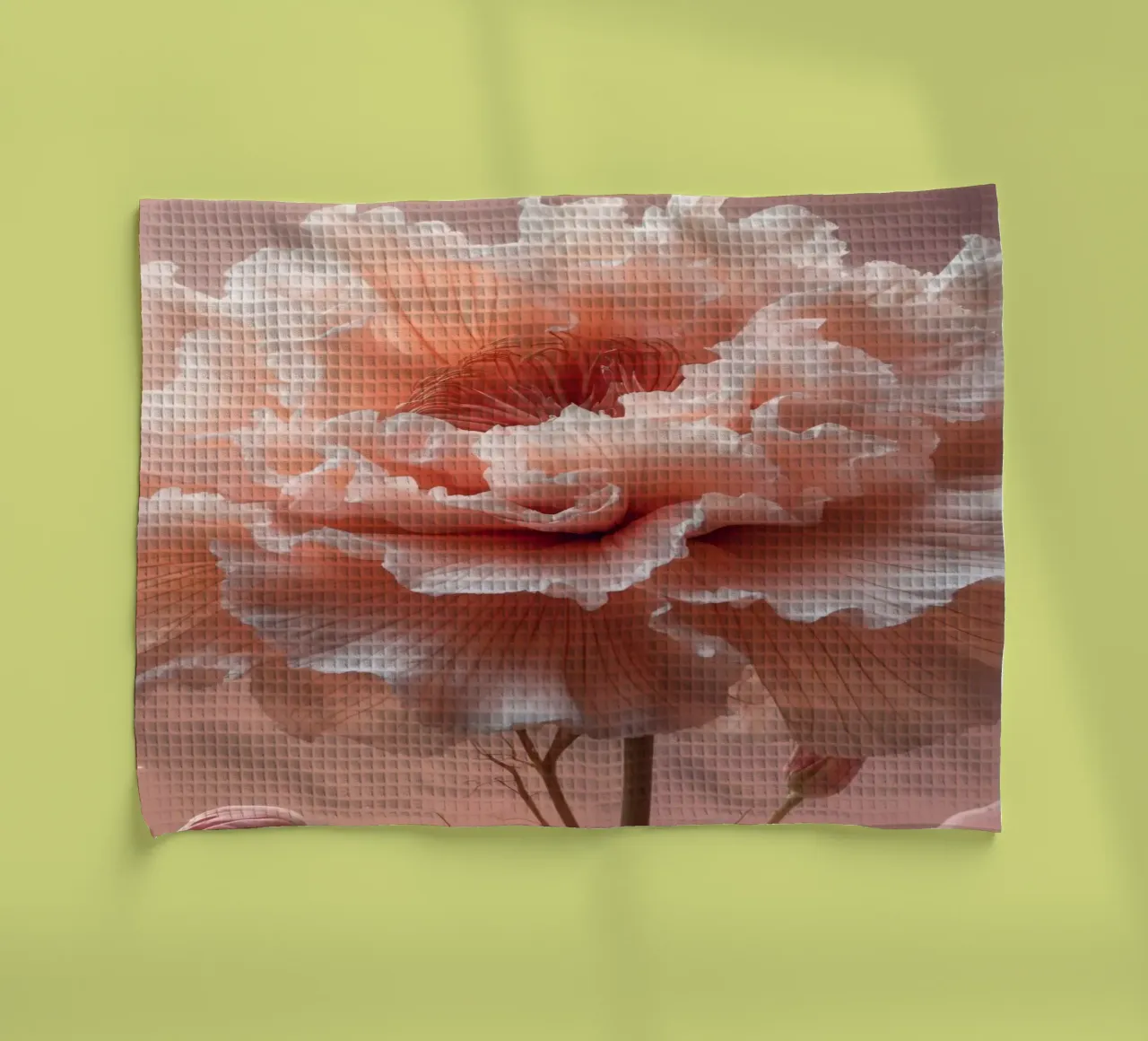 Delicate pink flower with ruffled petals illuminated by soft tea towel by DesignDoodle