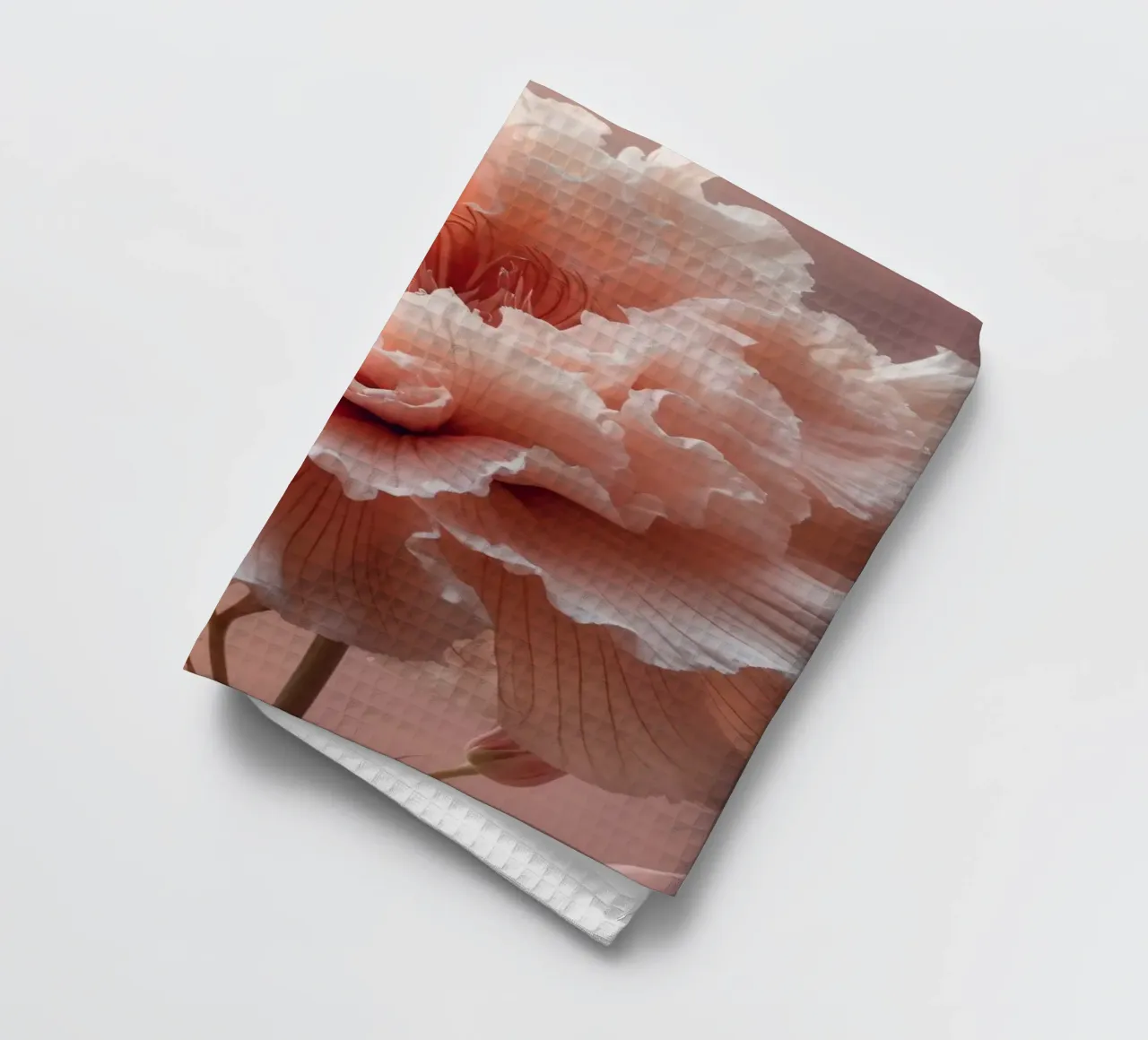 Delicate pink flower with ruffled petals illuminated by soft tea towel by DesignDoodle