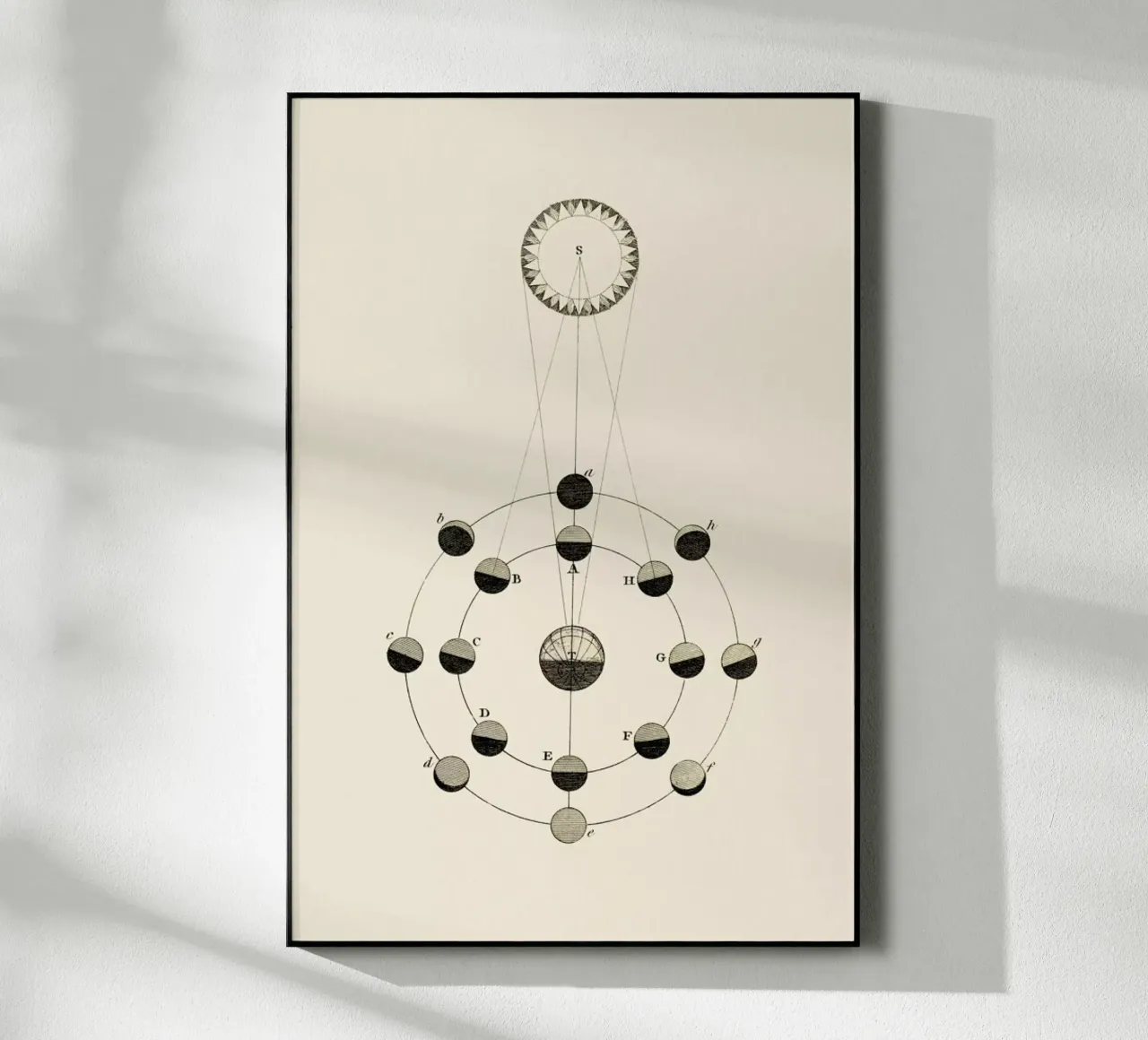 Solar Chart plexiglass da Flora & Fauna