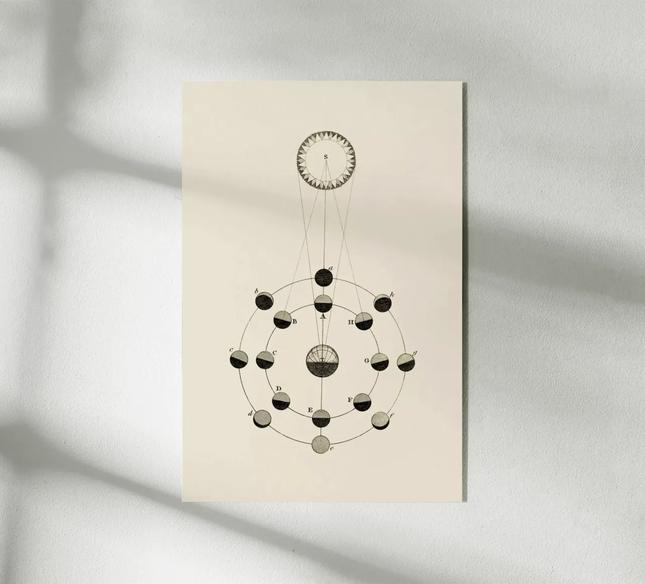 Solar Chart plexiglass da Flora & Fauna