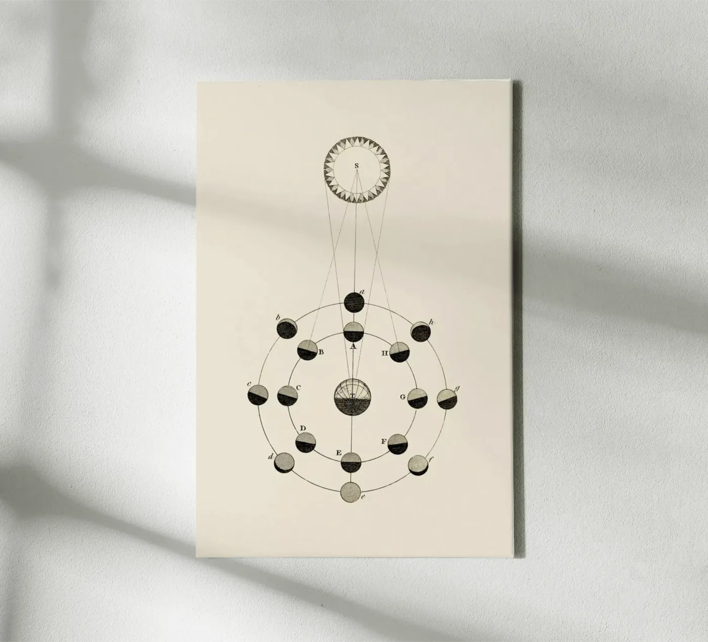 Solar Chart tela da Flora & Fauna