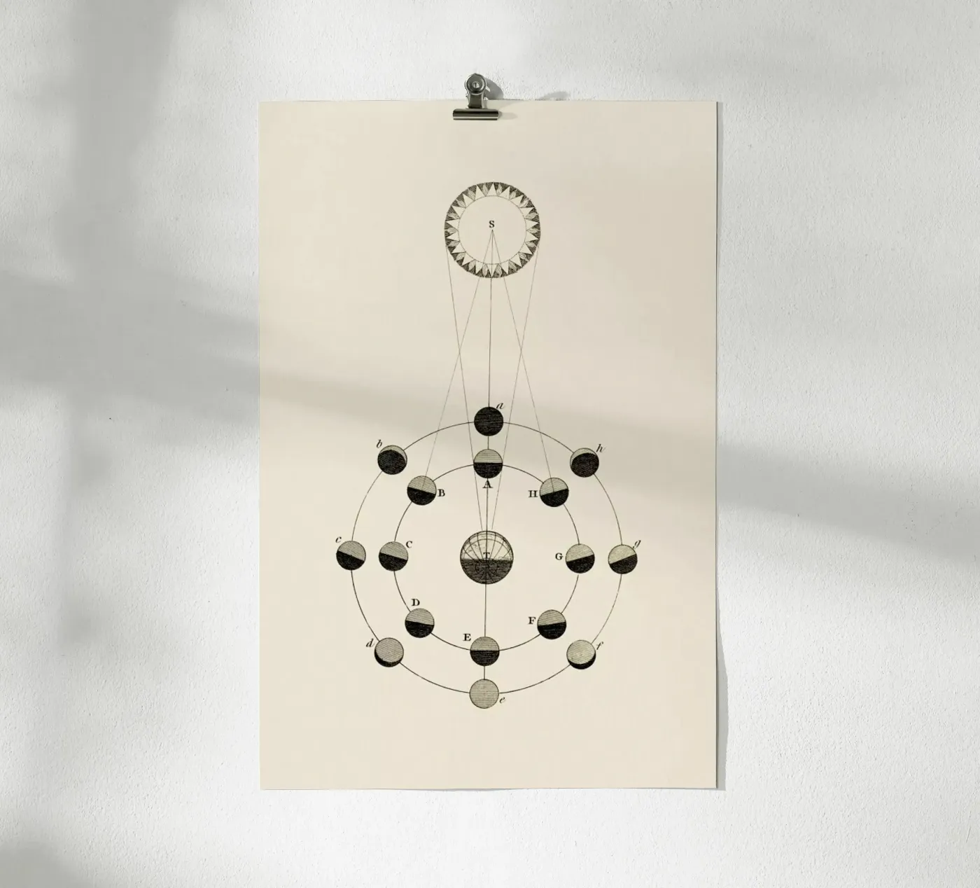 Solar Chart poster by Flora & Fauna