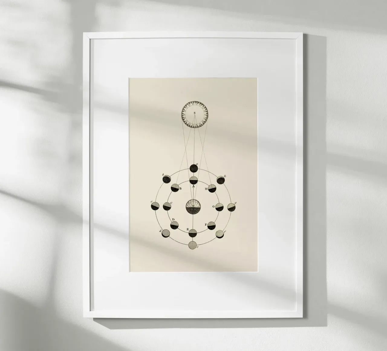 Solar Chart poster da Flora & Fauna