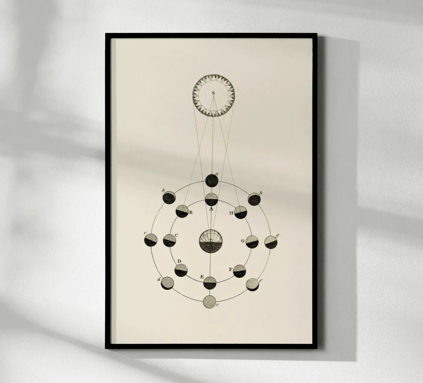 Solar Chart poster by Flora & Fauna