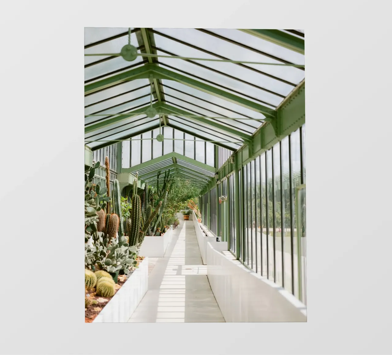 Glasshouse Walk – Cactus Lightscape pellicola backlit da Raisa Zwart Photography