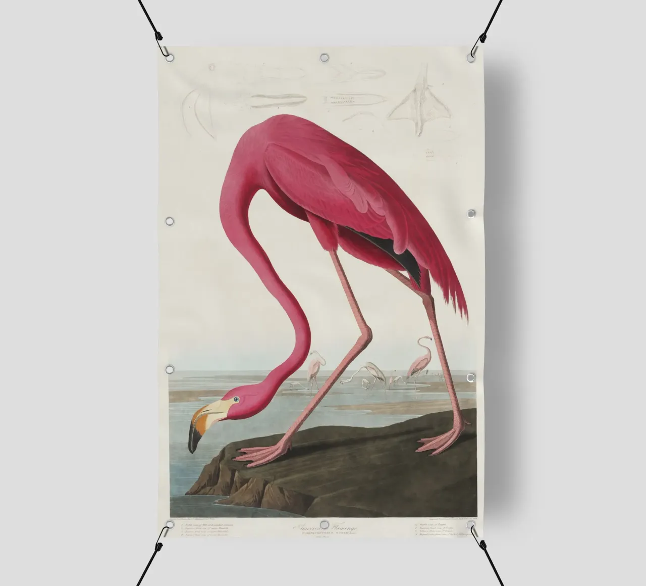 Audubon Pink Flamingo - Ornithological Print pvc cover by NorwesClub